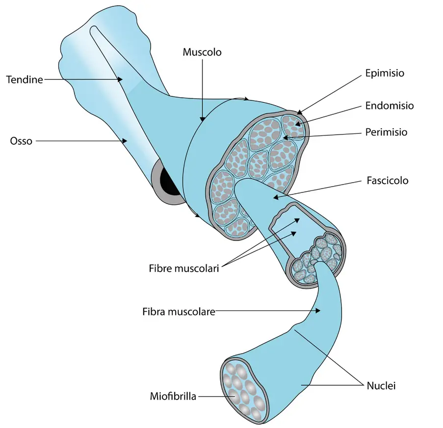 Sistema muscolare