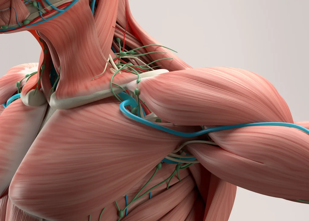 Anatomia muscoli umani