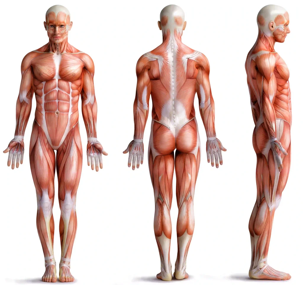 Postura corpo umano