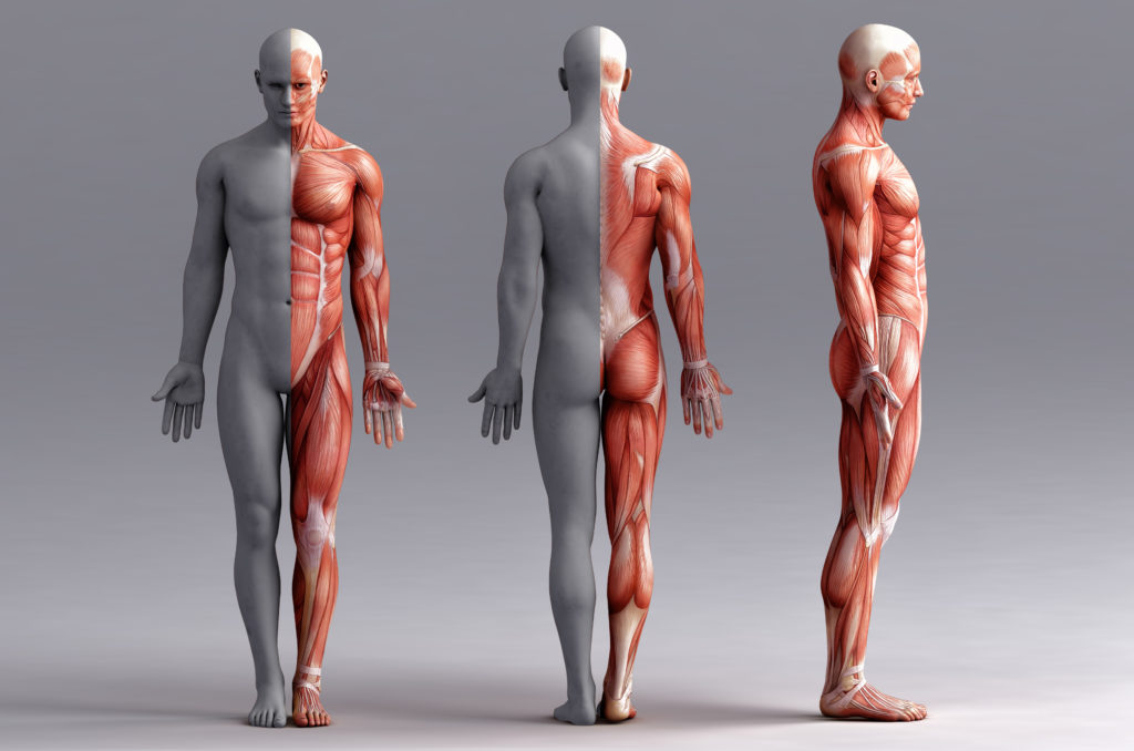 Anatomy,,Muscles;,3d,Illustration