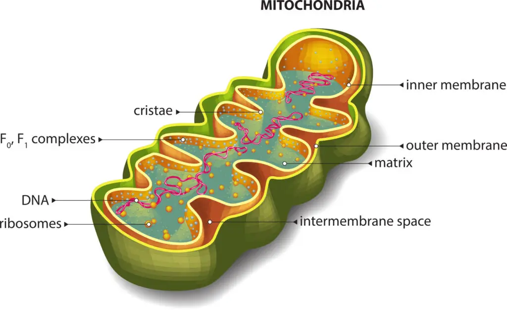 Mitocondri