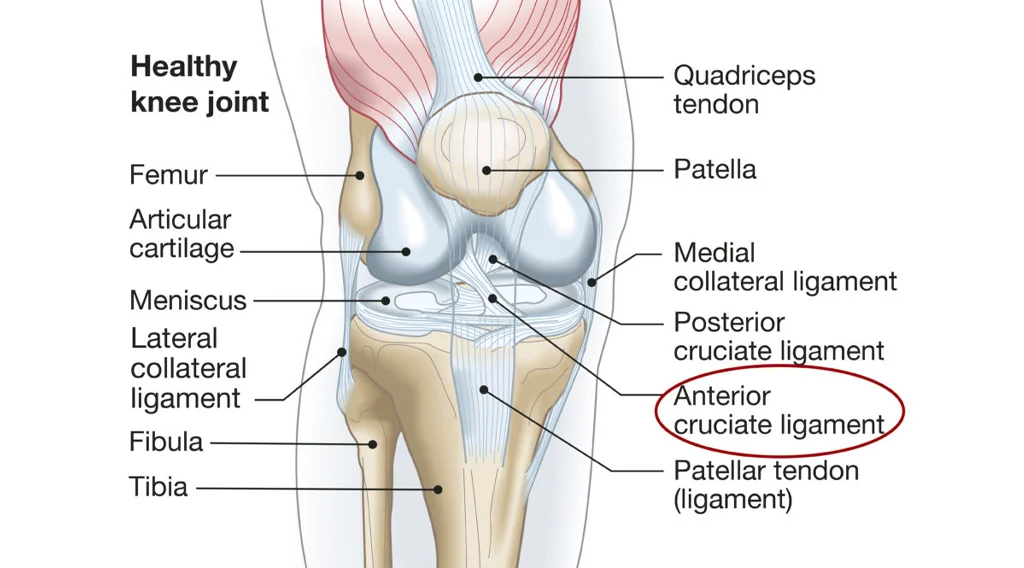 Anatomia articolazione femoro-rotulea