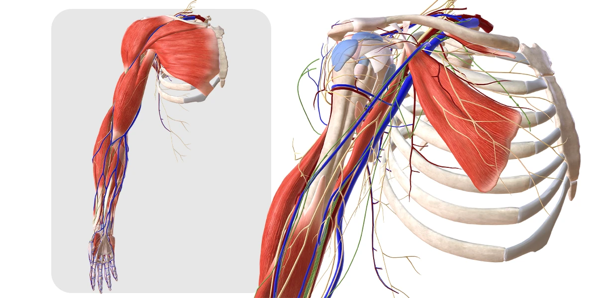 Anatomia spalla e conflitto subacromiale