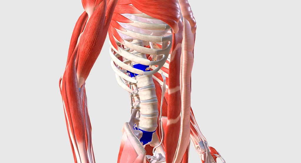 Anatomia vertebrale